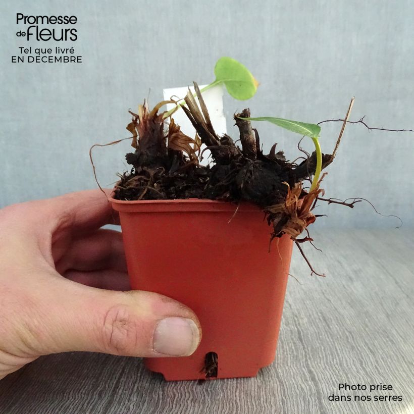 Spécimen de Renouée - Persicaria amplexicaulis JS Caliente Godet de 8/9 cm tel que livré en hiver