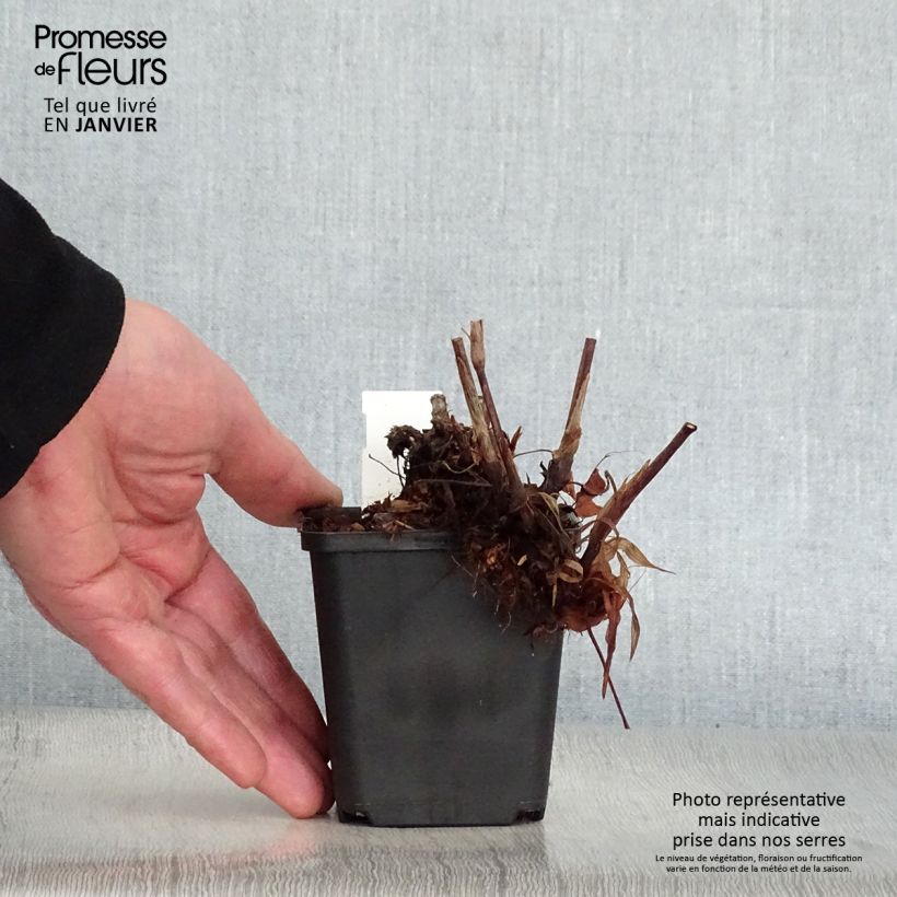 Spécimen de Renouée - Persicaria amplexicaulis JS Delgado Macho Godet de 8/9 cm tel que livré en hiver