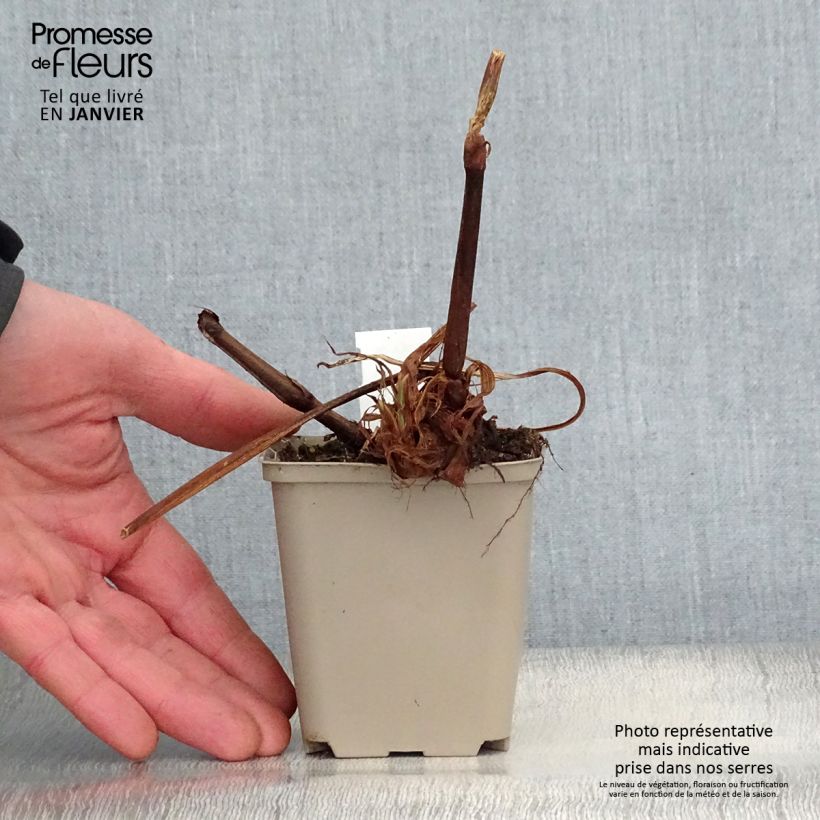 Spécimen de Renouée - Persicaria amplexicaulis Jo and Guido's Form Godet de 8/9 cm tel que livré en hiver