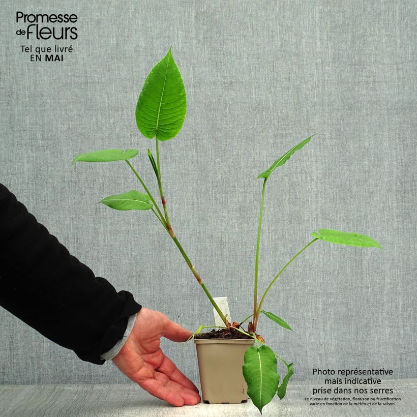 Persicaria amplexicaulis Jo and Guido's Form Vasetto da 8/9 cm esemplare consegnato in primavera