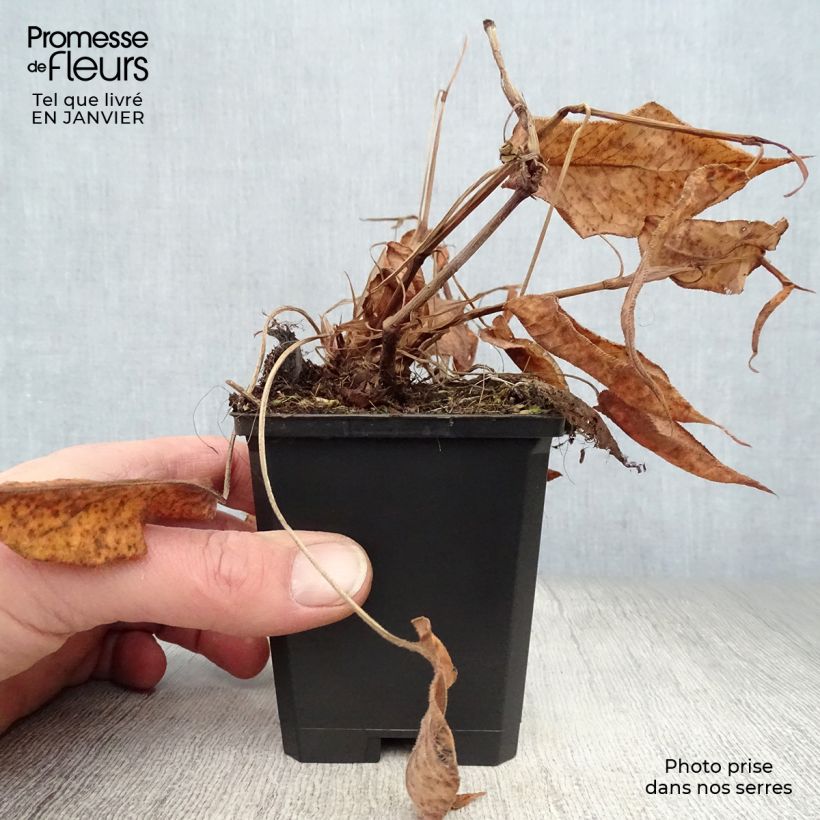 Spécimen de Renouée - Persicaria amplexicaulis Orange Field Godet de 7/8 cm tel que livré en hiver