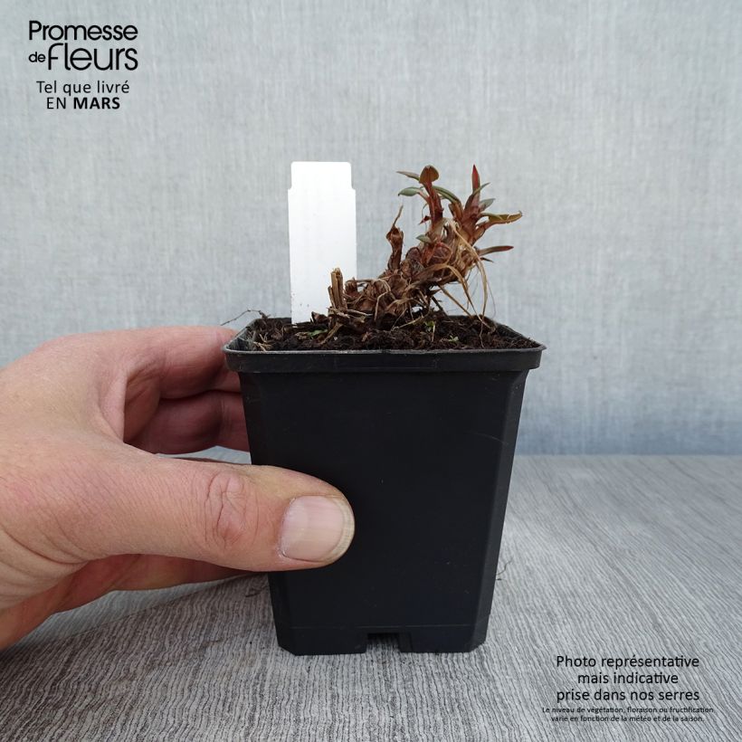 Spécimen de Renouée - Persicaria amplexicaulis Orange Field Godet de 7/8 cm tel que livré au printemps