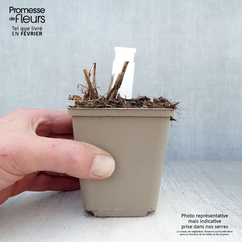 Spécimen de Renouée - Persicaria amplexicaulis Pink Elephant Godet de 8/9 cm tel que livré en hiver