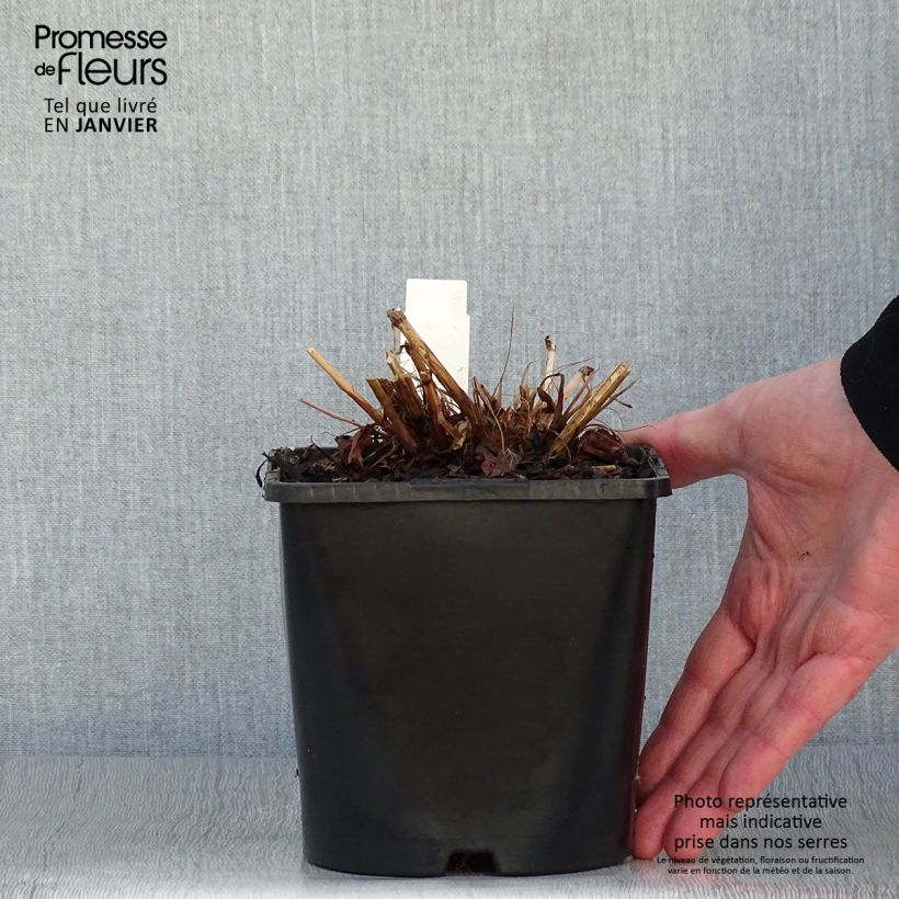 Spécimen de Renouée - Persicaria amplexicaulis Pink Elephant Pot de 1,5L/2L tel que livré en hiver