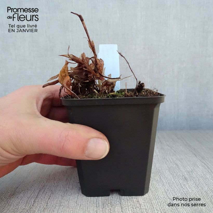 Spécimen de Renouée - Persicaria amplexicaulis Rosea Godet de 8/9 cm tel que livré en hiver