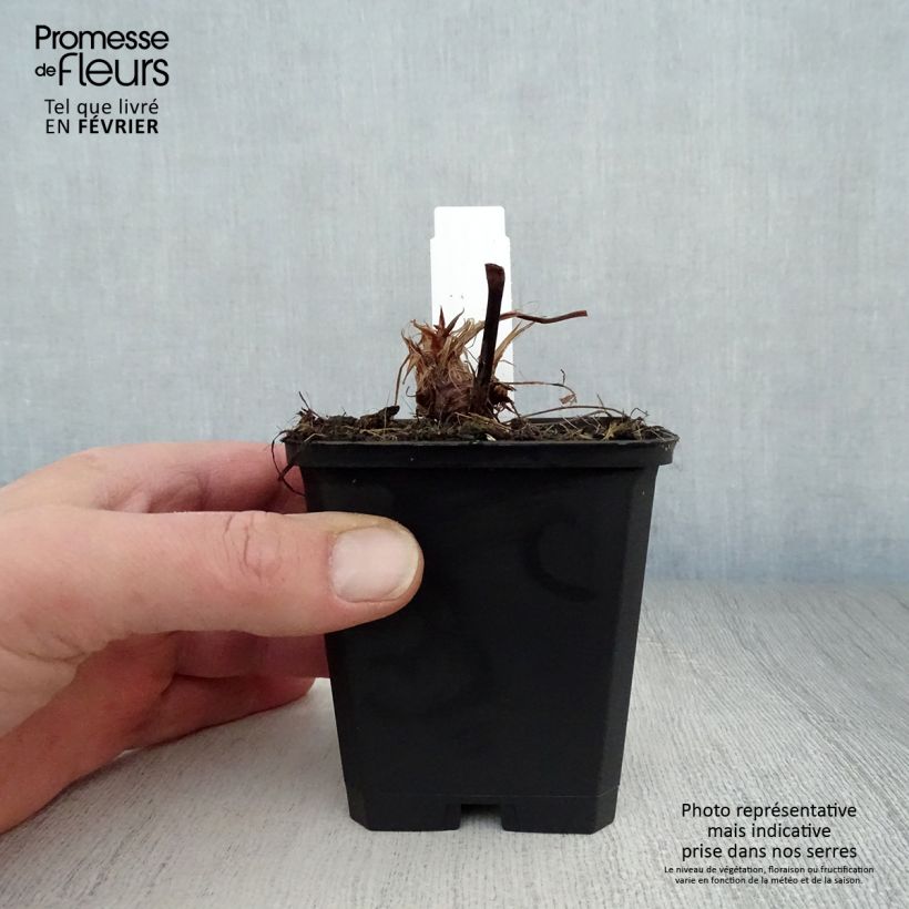 Spécimen de Renouée - Persicaria amplexicaulis Taurus Godet de 8/9 cm tel que livré en hiver