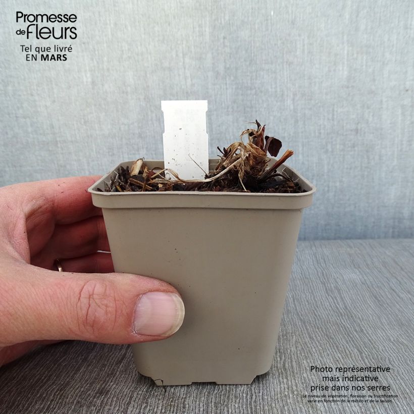 Spécimen de Renouée - Persicaria amplexicaulis Vesuvius Godet de 8/9 cm tel que livré en hiver