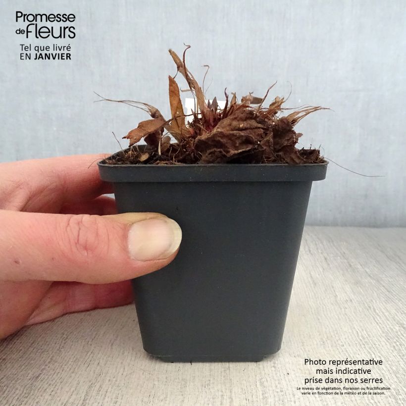 Spécimen de Renouée - Persicaria amplexicaulis White Eastfield  Godet de 8/9 cm tel que livré en hiver