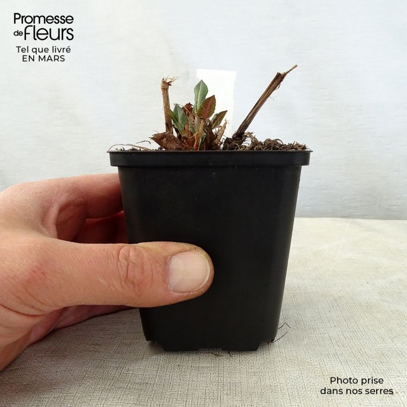 Spécimen de Renouée - Persicaria amplexicaulis White Eastfield  Godet de 8/9 cm tel que livré au printemps