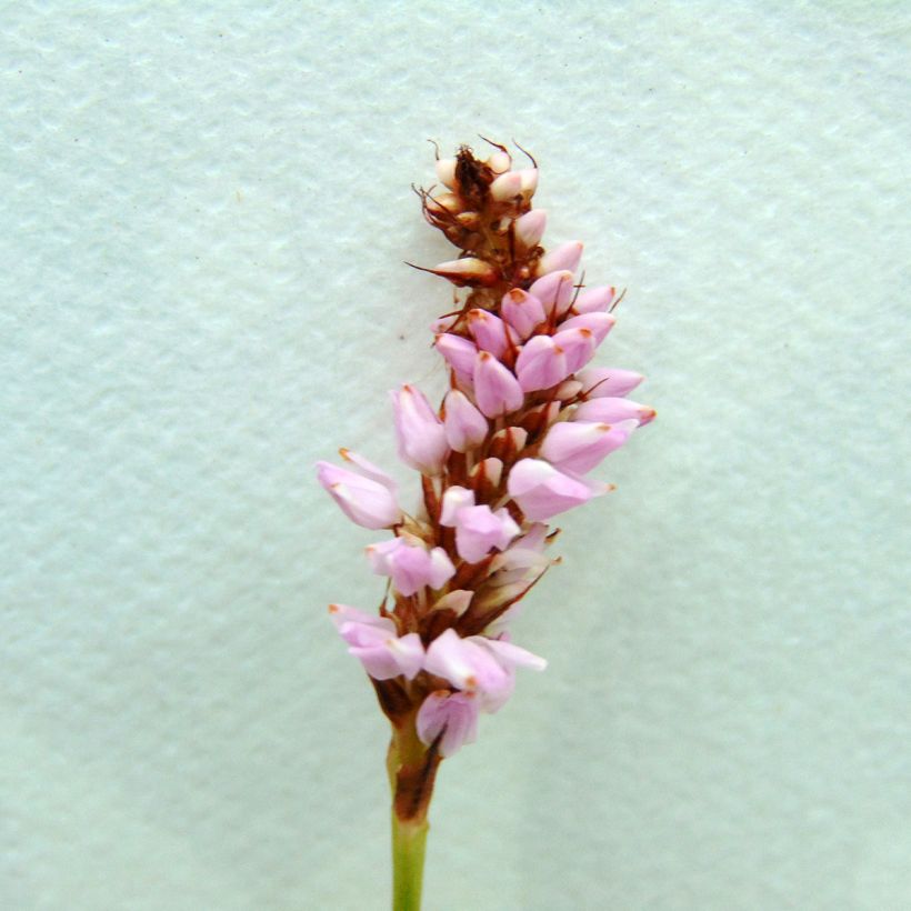 Persicaria bistorta Superba - Adderwortel (Bloei)