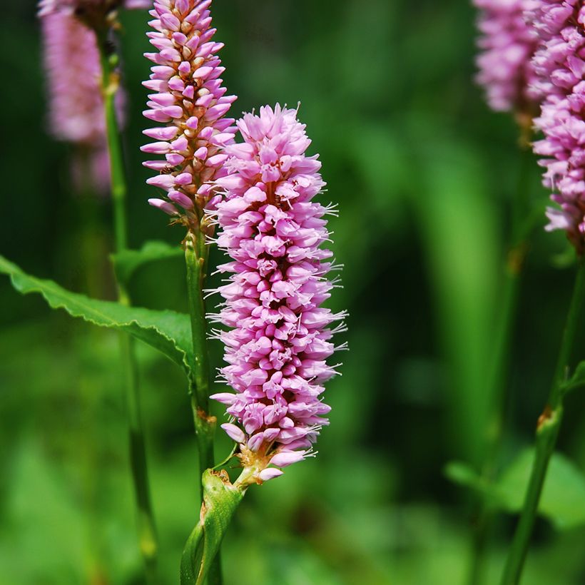 Renouée - Persicaria bistorta Superba (Floraison)