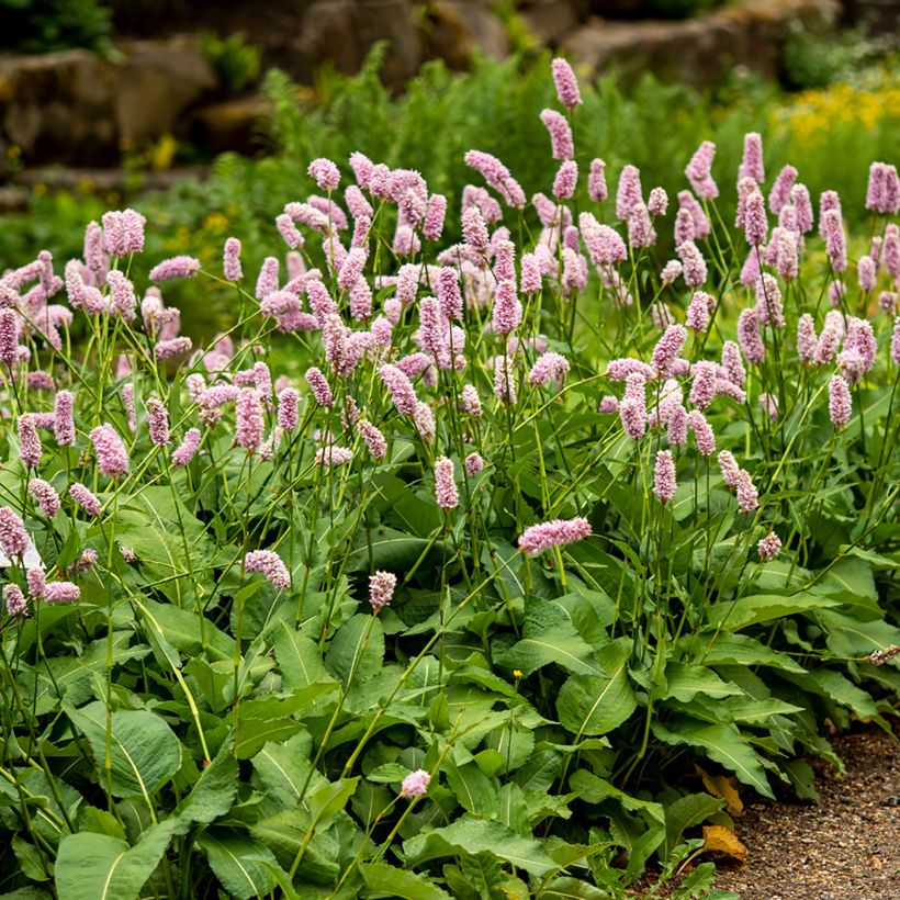 Renouée - Persicaria bistorta Superba (Port)