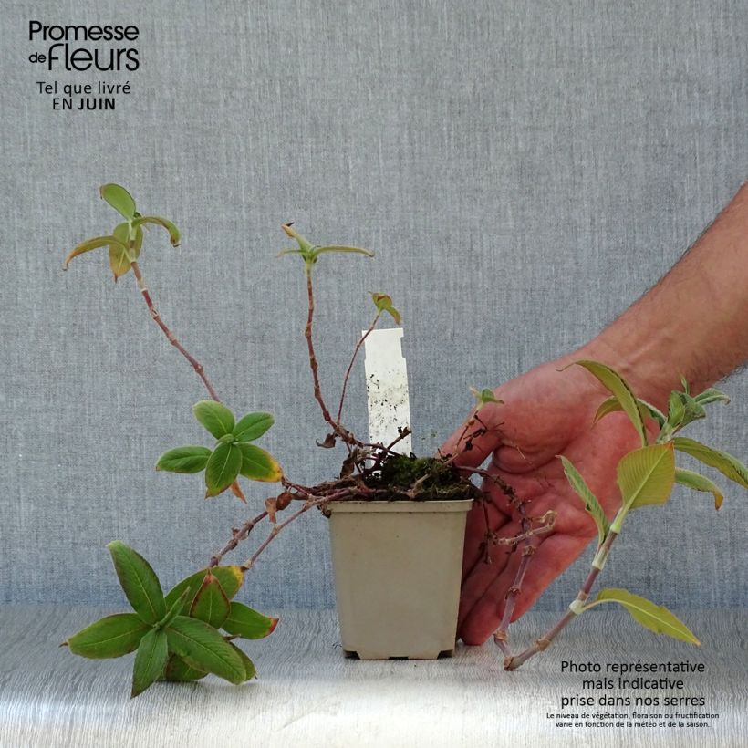 Spécimen de Renouée - Persicaria campanulata Godet de 8/9 cm tel que livré en été