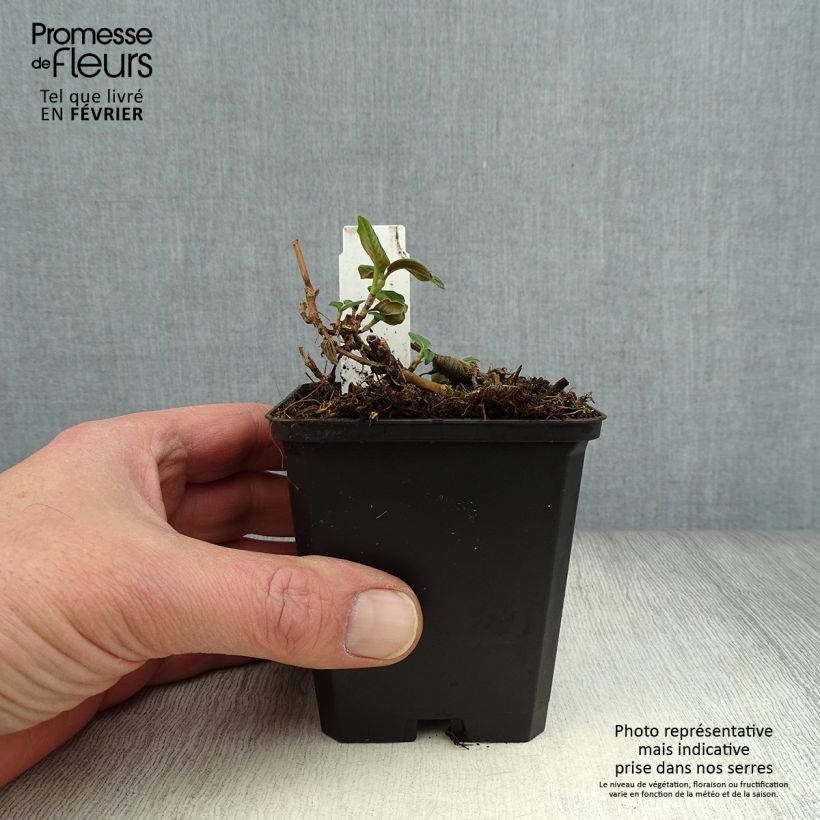 Spécimen de Renouée - Persicaria campanulata Godet de 8/9 cm tel que livré en hiver