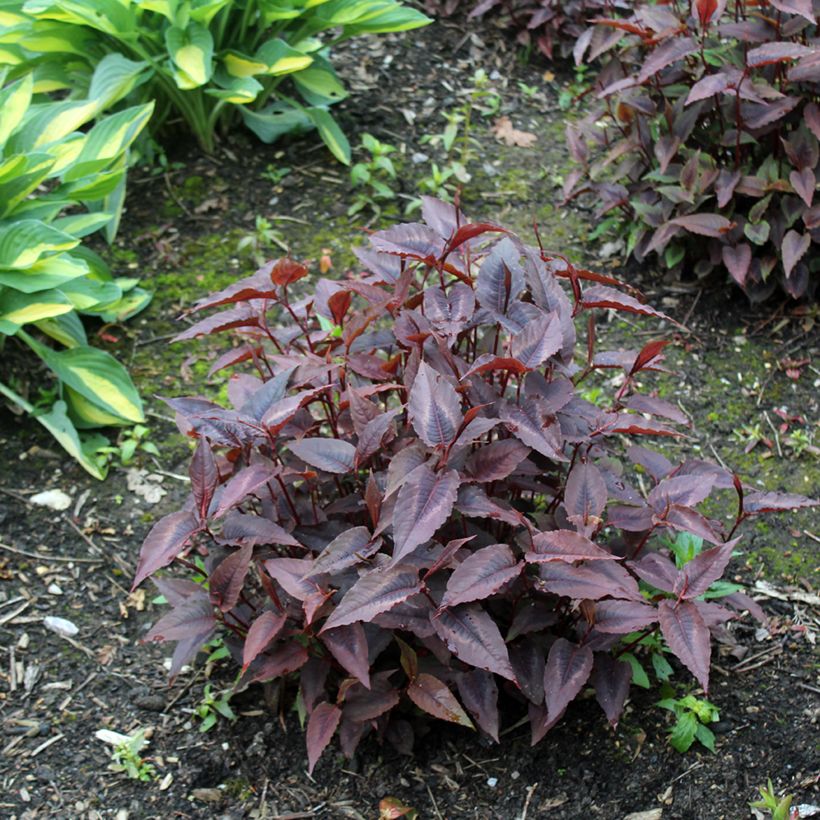 Renouée - Persicaria micro. Red Dragon (Port)