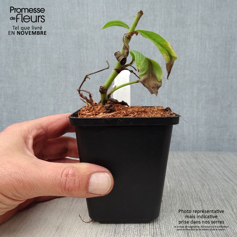 Spécimen de Renouée - Persicaria polymorpha Godet de 8/9 cm tel que livré en automne