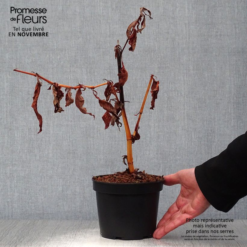 Spécimen de Renouée - Persicaria polymorpha Pot de 2L/3L tel que livré en automne