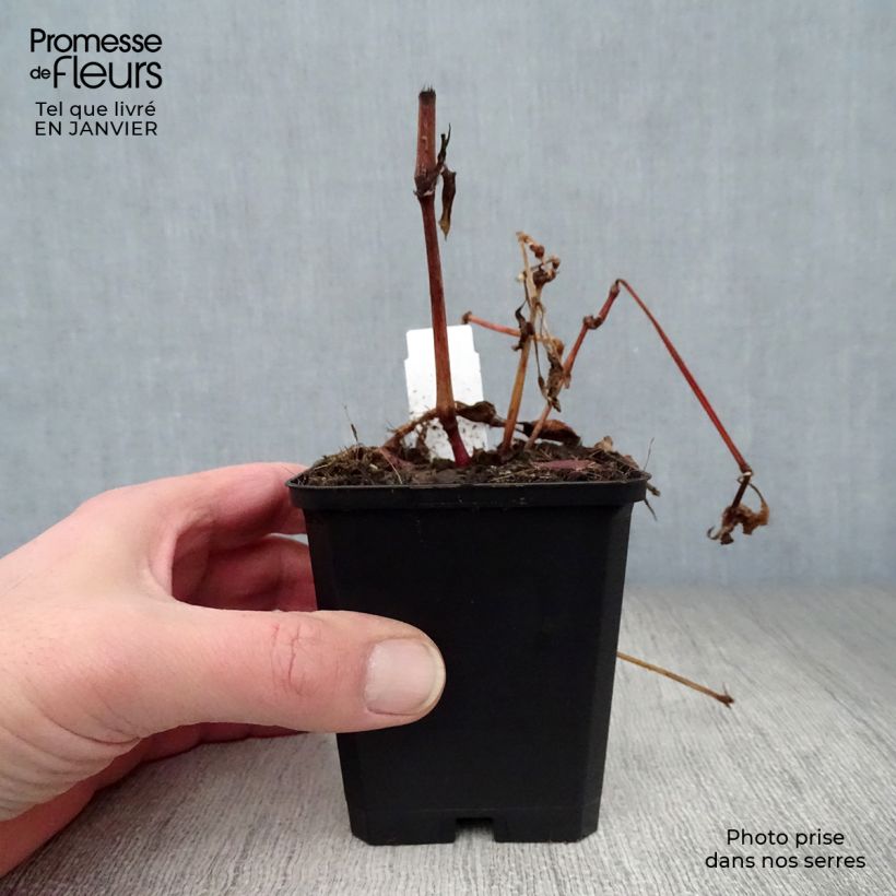 Spécimen de Renouée - Persicaria runcinata Purple Fantasy Godet de 8/9 cm tel que livré en hiver