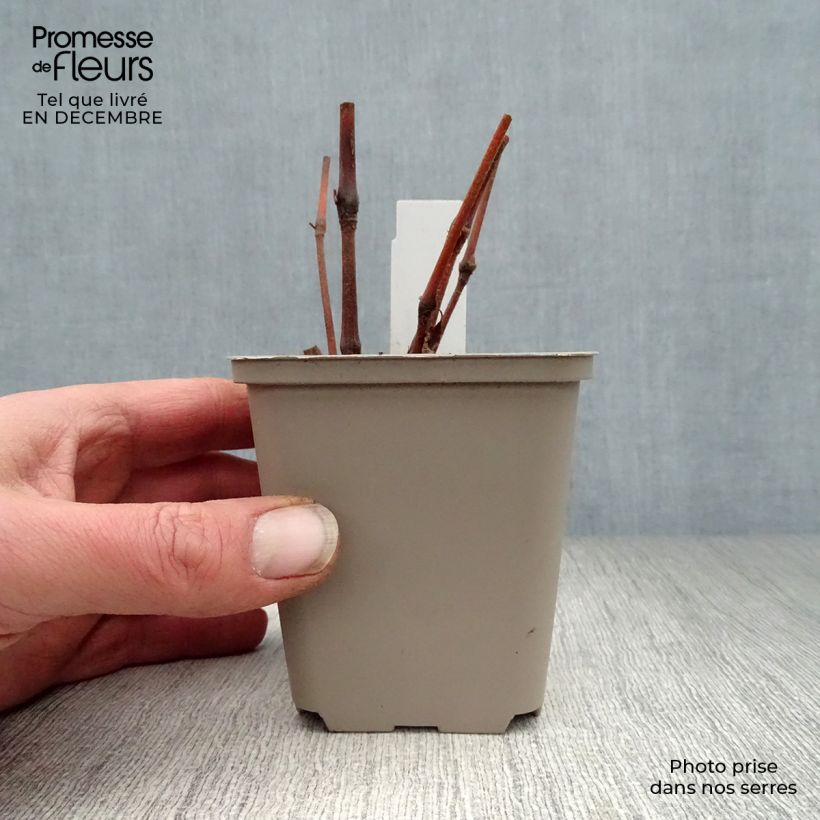 Spécimen de Renouée - Persicaria virginiana Painter's Palette Godet de 8/9 cm tel que livré en hiver