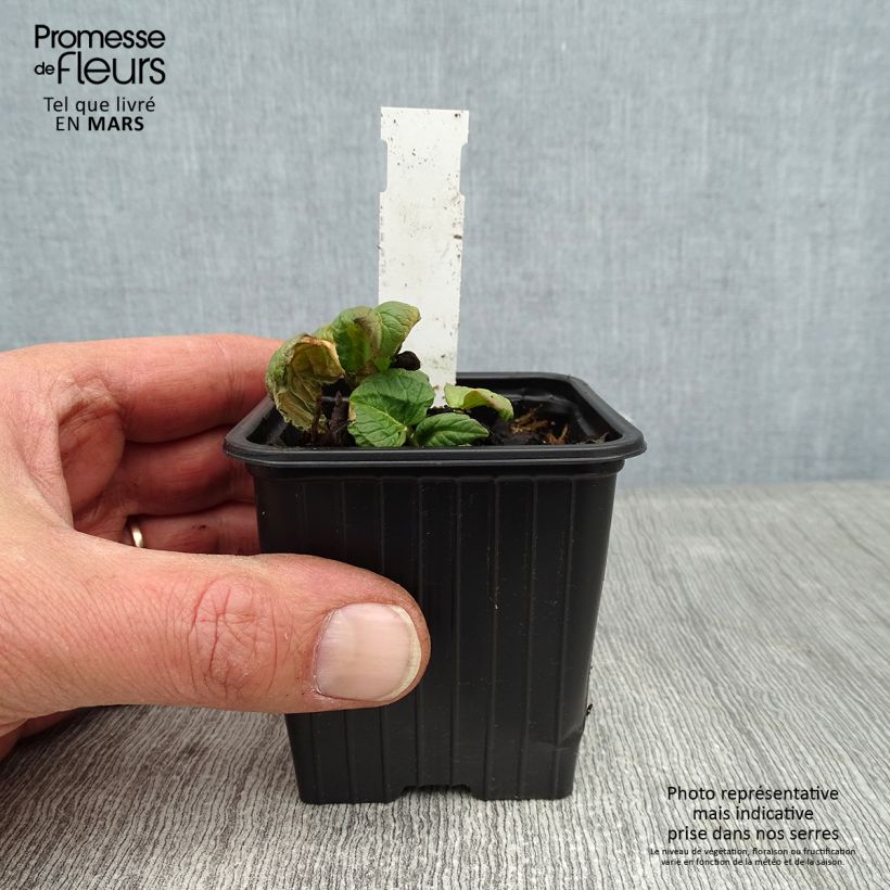 Spécimen de Renouée - Persicaria weyrichii Godet de 8/9 cm tel que livré en hiver