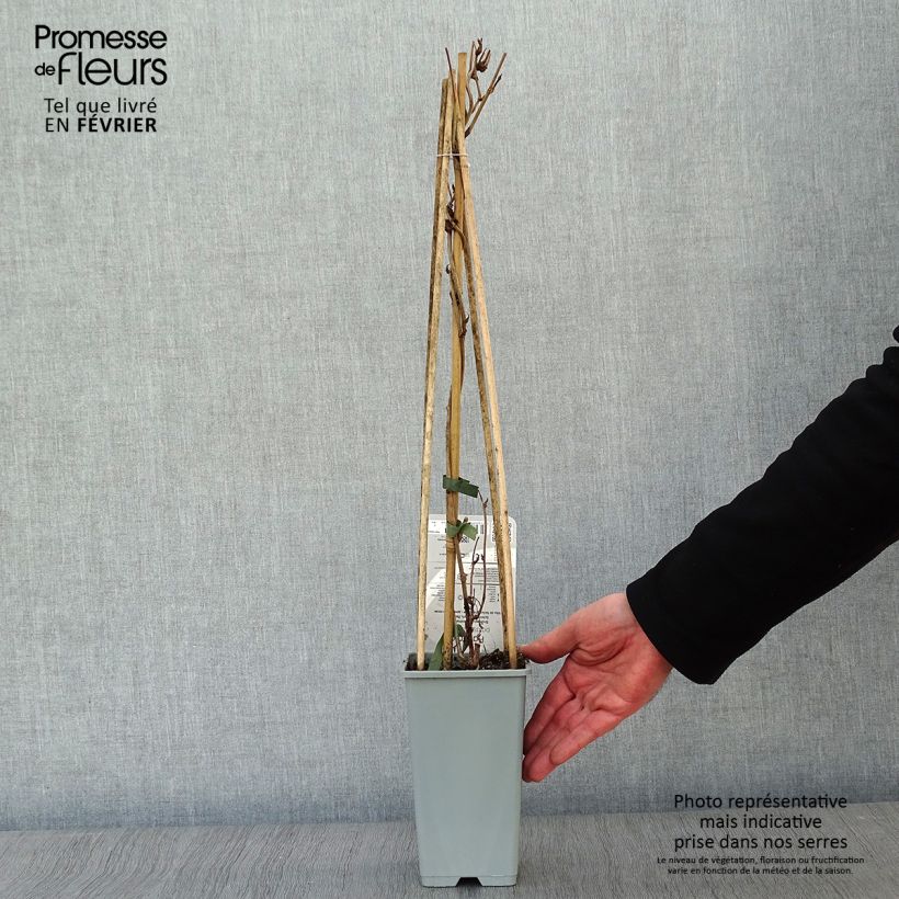 Spécimen de Renouée grimpante - Fallopia aubertii Pot de 2L/3L tel que livré en hiver