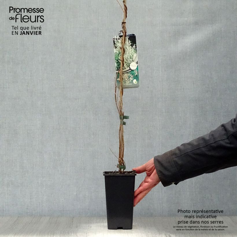 Spécimen de Renouée grimpante - Fallopia aubertii Pot de 1,5L/2L tel que livré en hiver