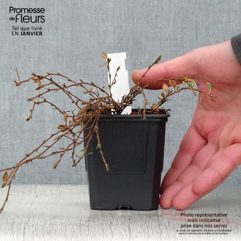 Spécimen de Renouée rampante - Persicaria vacciniifolia Godet de 8/9 cm tel que livré en hiver