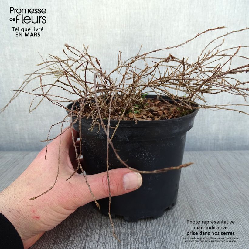 Spécimen de Renouée rampante - Persicaria vacciniifolia Pot de 2L/3L tel que livré en hiver