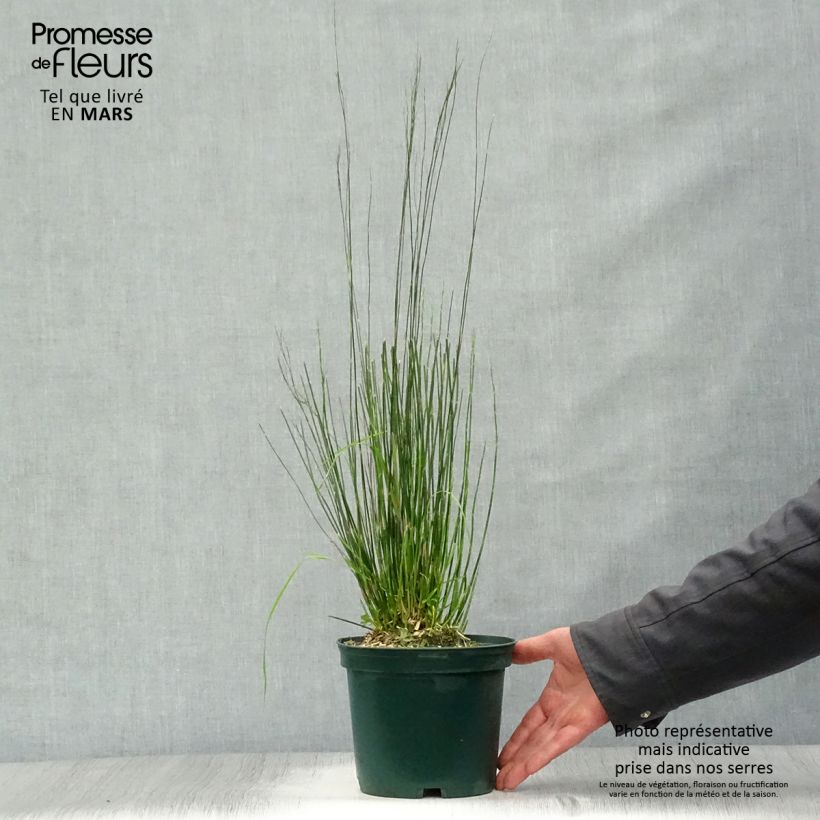 Amostra de Restio tetraphyllus Vaso de 2 L/3 L tal como entregue na primavera