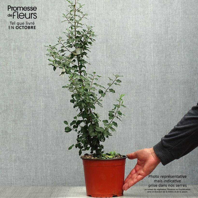 Spécimen de Rhamnus alaternus - Alaterne Pot de 2L/3L tel que livré en automne