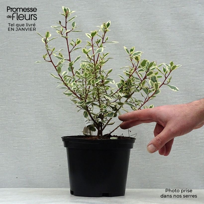 Spécimen de Rhamnus alaternus Argenteovariegata Pot de 2L/3L tel que livré en hiver