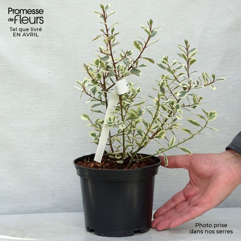 Spécimen de Rhamnus alaternus Argenteovariegata Pot de 2L/3L tel que livré au printemps