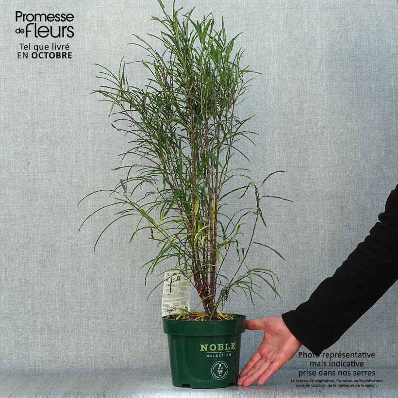 Spécimen de Rhamnus frangula Fine Line - Bourdaine, Frangula alnus Pot de 3L/4L tel que livré en automne