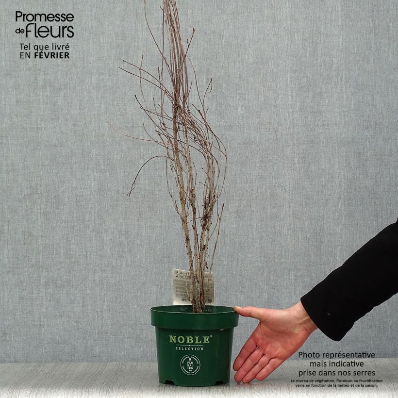 Spécimen de Rhamnus frangula Fine Line - Bourdaine, Frangula alnus Pot de 3L/4L tel que livré en hiver