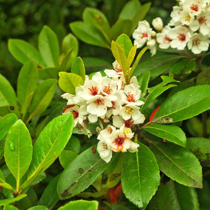 Rhaphiolepis umbellata Minor (Floraison)