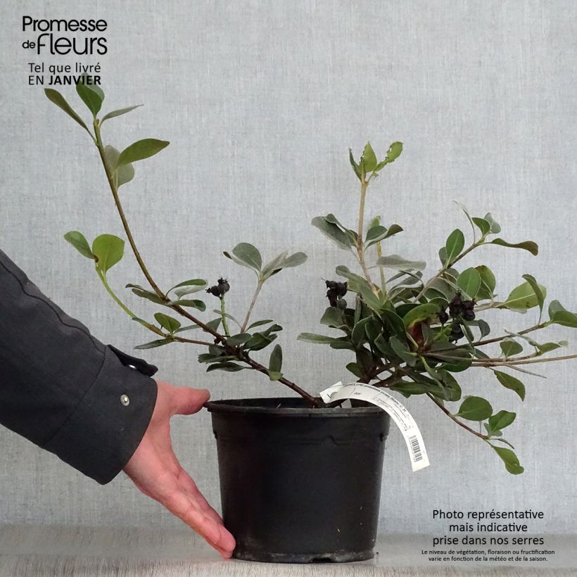 Spécimen de Rhaphiolepis umbellata Ovata Pot de 2L/3L tel que livré en hiver