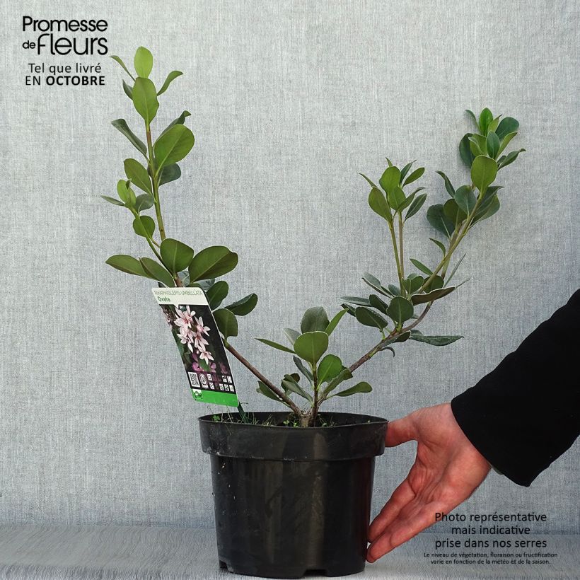 Spécimen de Rhaphiolepis umbellata Ovata Pot de 2L/3L tel que livré en automne
