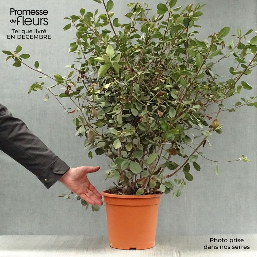 Spécimen de Rhaphiolepis umbellata Ovata Pot de 7,5L/10L tel que livré en hiver