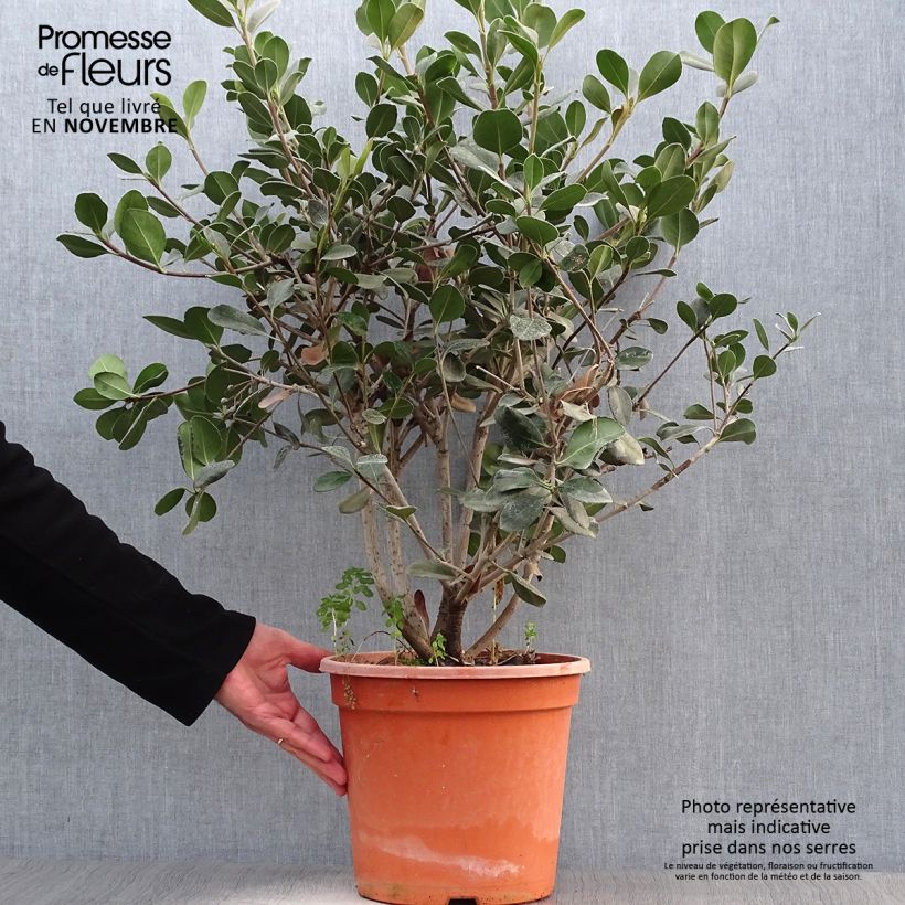 Spécimen de Rhaphiolepis umbellata Ovata Pot de 7,5L/10L tel que livré en automne