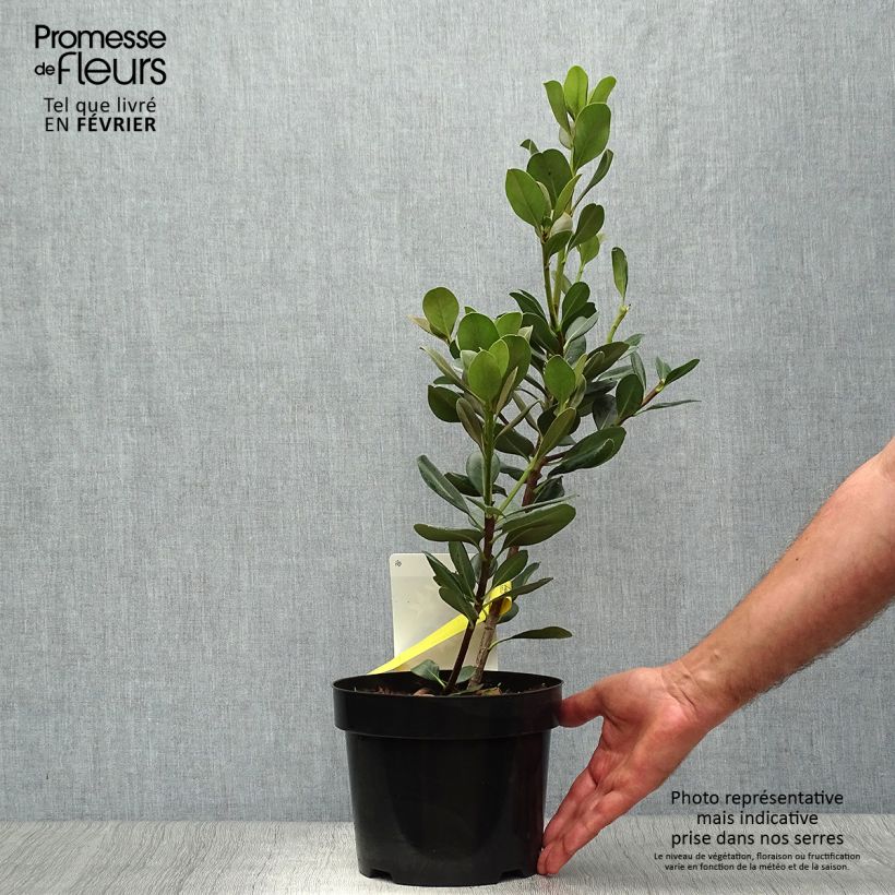 Spécimen de Rhaphiolepis umbellata Pot de 3L/4L tel que livré en automne
