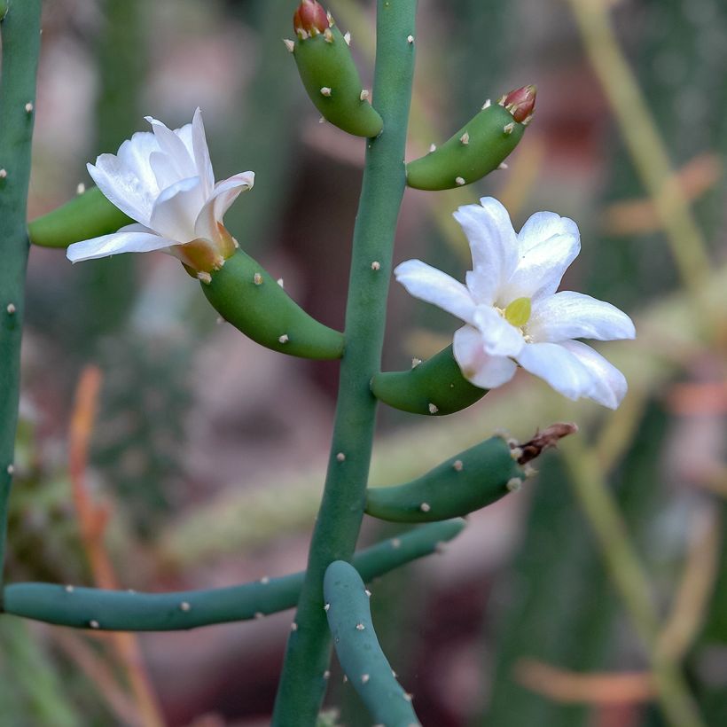 Rhipsalis baccifera - Cactus-jonc fructifère (Floraison)