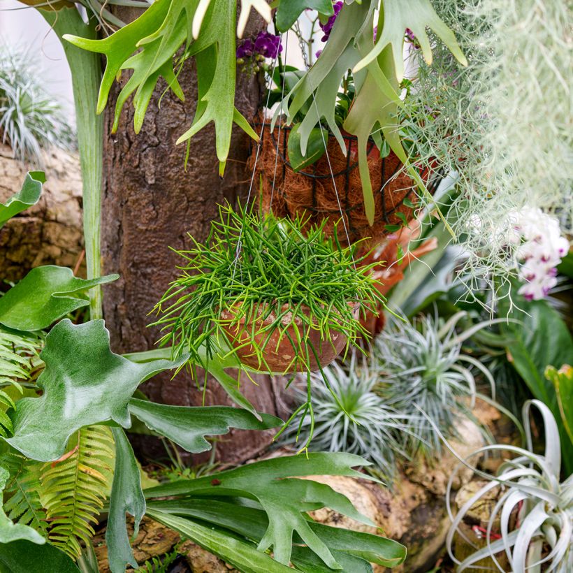 Rhipsalis baccifera - Cactus-jonc fructifère (Port)