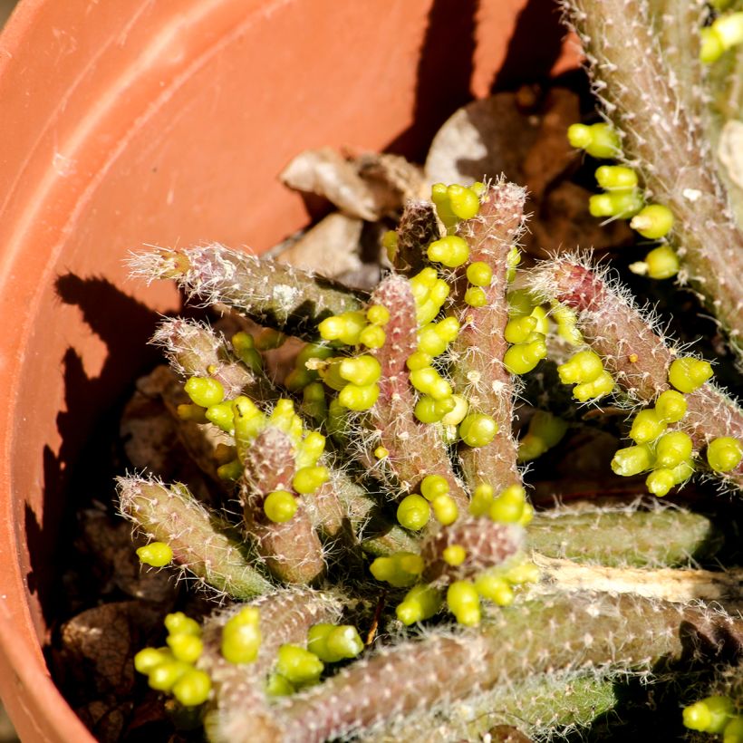 Rhipsalis horrida - Cactus-gui (Feuillage)