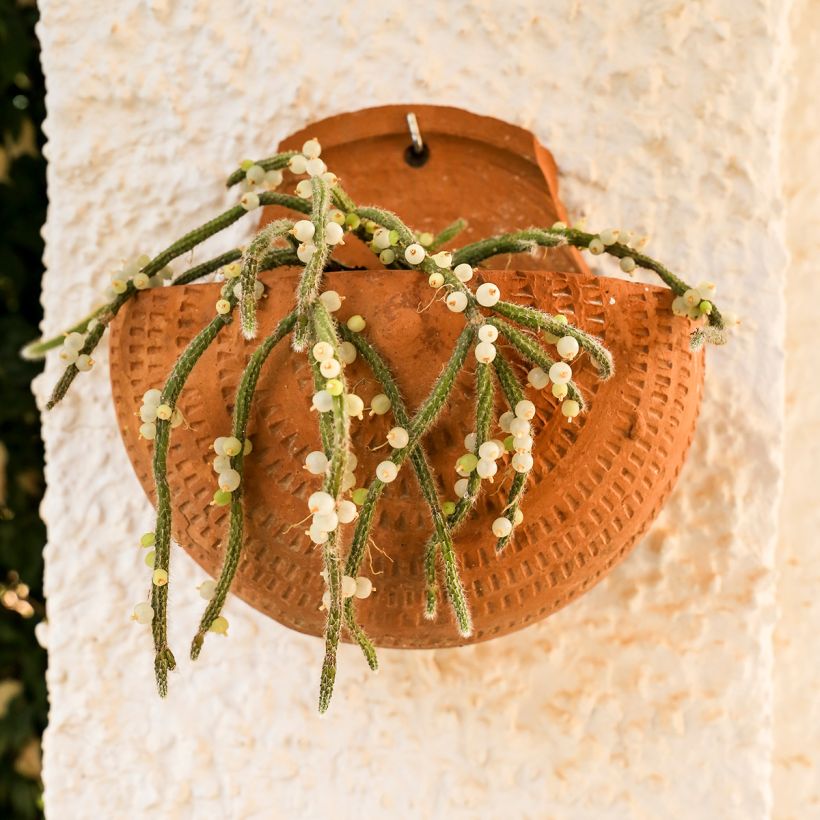 Rhipsalis horrida - Cactus-gui (Port)