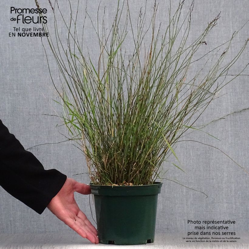 Spécimen de Rhodocoma capensis - Restio Pot de 2L/3L tel que livré en automne