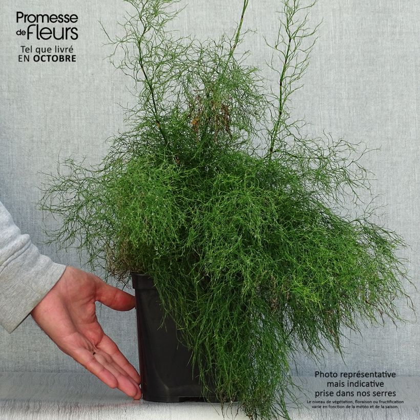 Spécimen de Rhodocoma gigantea - Restio géant Pot de 2L/3L tel que livré en automne