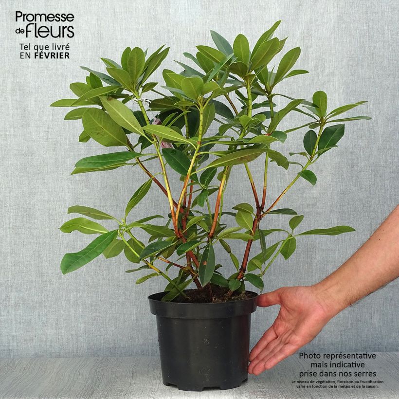 Spécimen de Rhododendron Albert Schweitzer - Grand Rhododendron Pot de 4L/5L tel que livré en automne