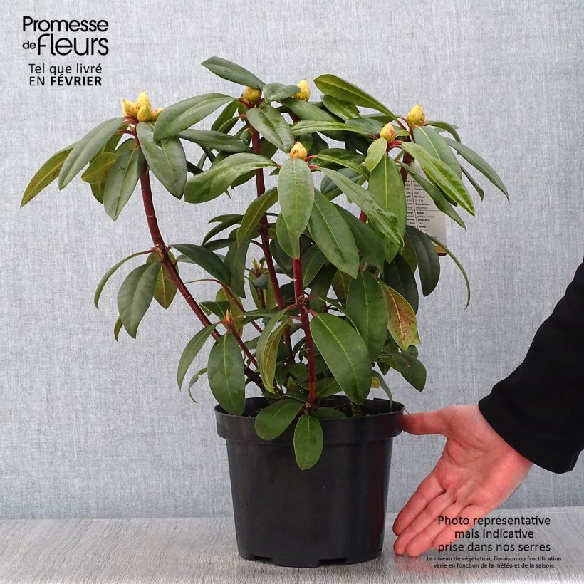 Spécimen de Rhododendron Alfred Pot de 4L/5L tel que livré en hiver