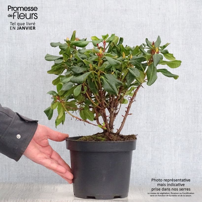 Spécimen de Rhododendron Baden-Baden - Rhododendron nain Pot de 2L/3L tel que livré en hiver