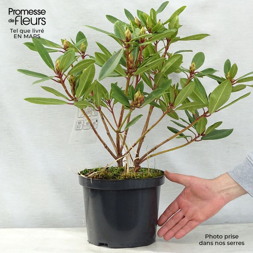 Rhododendron yakushimanum Bernstein Maceta 4L/5L Ejemplar entregado en la primavera